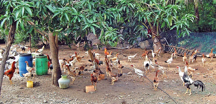 130 தாய்க்கோழிகள்... மாதம் ரூ.15,000 லாபம்... அசில் கோழிகள் கொடுக்கும் அசத்தல் வருமானம்!