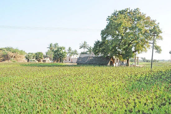 ஊடுபயிரில் உயர்வான லாபம்... வழிகாட்டும் மகத்துவ மையம்!