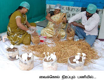 மாதம் ரூ.3 லட்சம்... பலே வருமானம் தரும் பால் காளான்...!