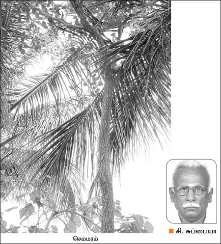 நீங்கள் கேட்டவை : லட்சங்களில் சிறகடிக்கும் செம்மரம்...