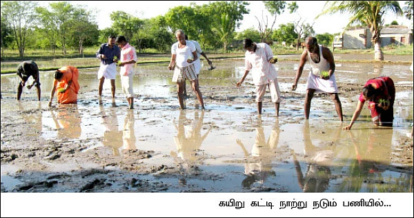 வயல்வெளிப் பள்ளி - கேள்விகளும்...பதில்களும் !