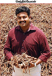 கொட்டிக் கொடுக்கும் கோலியஸ்... பணக் கிழங்கு!