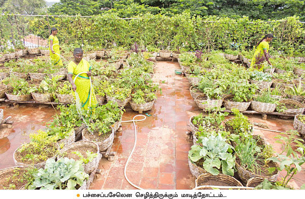 வீட்டுக்குள் விவசாயம் - 9