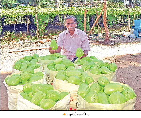 சௌகரியமான வருமானம் தரும் சௌசௌ! - பட்டையைக் கிளப்பும் பந்தல் சாகுபடி