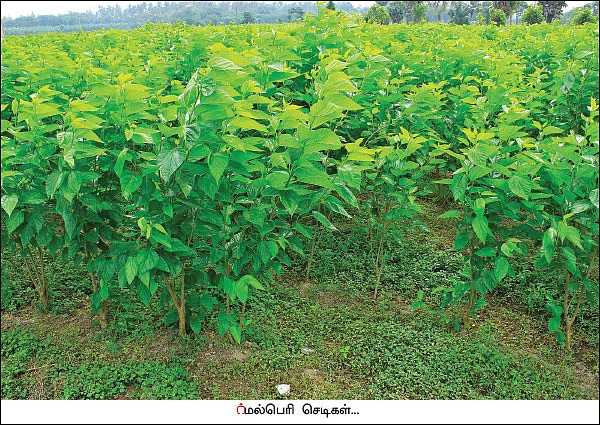 மானியங்களை அள்ளிக் கொடுக்கும் பட்டுவளர்ச்சித் துறை!