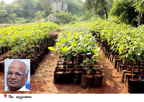 நீங்கள் கேட்டவை : ''மா இலைகளில் கரும்புள்ளி... தீர்வு என்ன?''