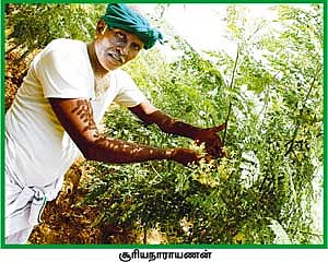 முருங்கையில் இத்தனை லாபமா?