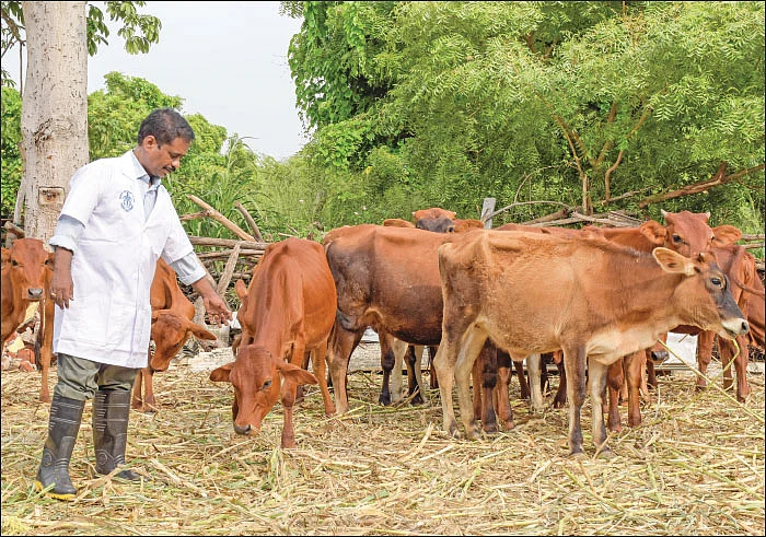 கன்றுகளைக் காக்கும் குடற்புழு நீக்கம்!