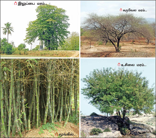 மரம் செய விரும்பு! - 19 - பருவமழையைப் பயன்படுத்துங்கள், தரிசு நிலங்களைப் பசுமையாக்குங்கள்!