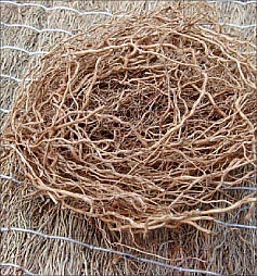 வெப்பம் தணிக்கும் வெட்டி வேர்