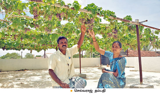 வீட்டுக்குள் விவசாயம் - 17