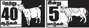 நேற்று 40 ஆடுகள்.. இன்று 5 மாடுகள்... நாளை?