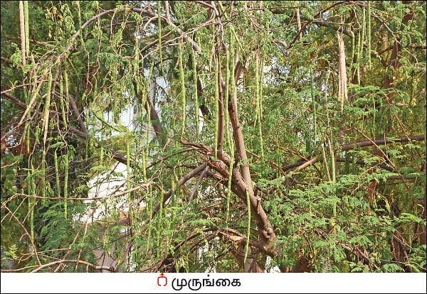 நல்மருந்து தெரிந்த செடிகள்... தெரியாத பயன்கள்! - 15