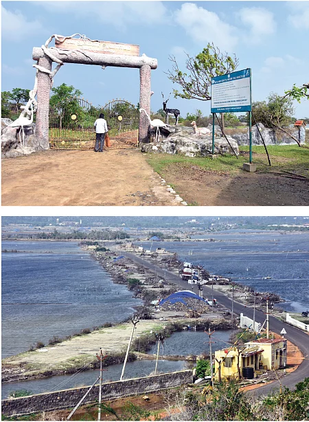 கொடும் பாலையான கோடியக்கரை சரணாலயம்! - கஜா கலைத்த வனம்... மீட்குமா அரசு?