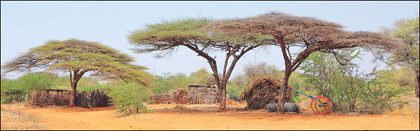 மரம் செய விரும்பு! - 13 - ஆடுகளுக்கு உணவு... மனிதர்களுக்கு விறகு... - சூழலைக் காக்கும் குடைக்கருவேல்!