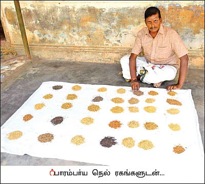 மூன்று ஏக்கர்... 52 பாரம்பர்ய நெல் ரகங்கள்!