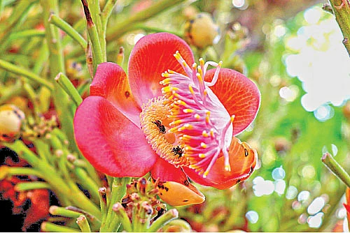 புண்ணிய புருஷர்கள் - புதிய தொடர்