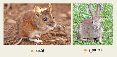இயற்கைப் புடலை...