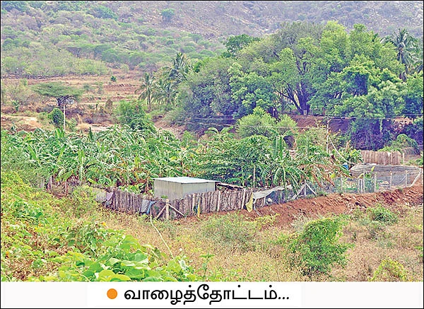 50 சென்ட்... 70,000 ரூபாய்... வாரிக்கொடுக்கும் வாழை...