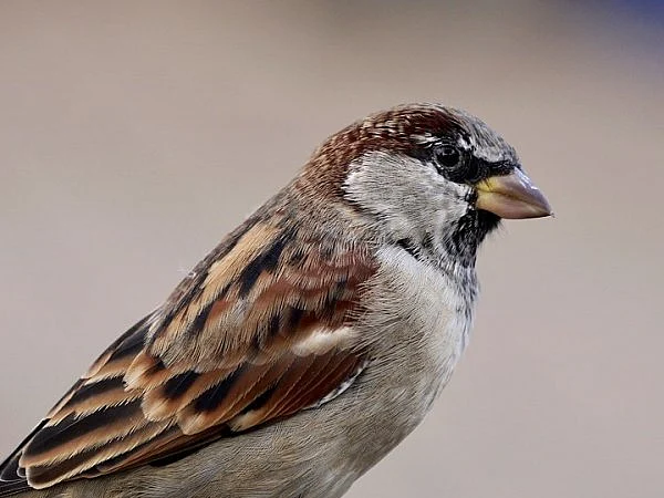 `சிட்டுக்குருவிகளோடு வாழ்வோம்!' #WorldSparrowDay #MyVikatan