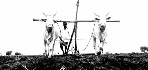 ''அரசாங்கமே விவசாயத்தை அழிக்கலாமா?''