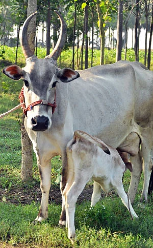 தண்டோரா