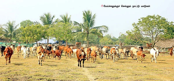 நல்ல லாபம் கொடுக்கும் நாட்டு மாடுகள்...