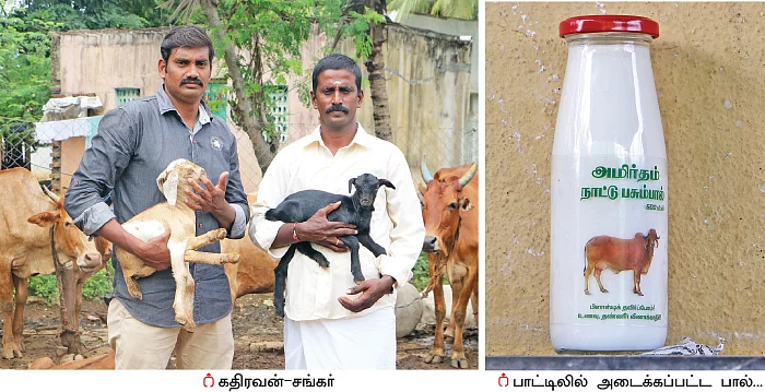 தினமும் ₹ 1,700 - நல்ல லாபம் கொடுக்கும் நாட்டு மாட்டுப்பால்!