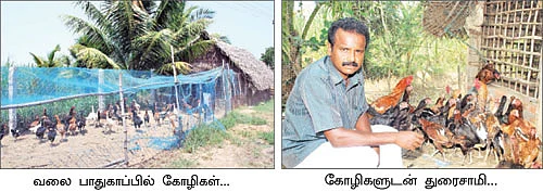 நல்வழி காட்டும் நாட்டுக்கோழி வளர்ப்பு...