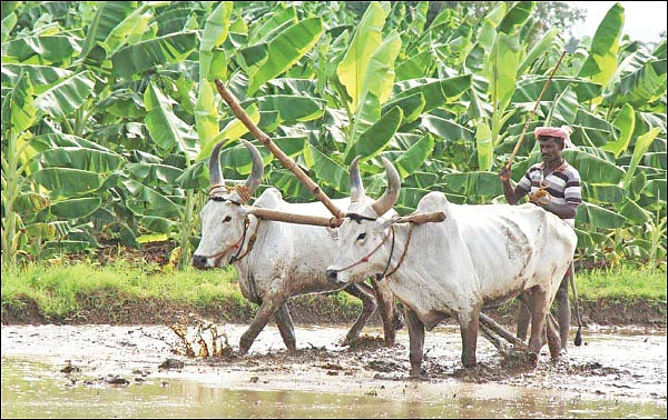 சங்க இலக்கியம் சொல்லும் வேளாண்மைச் செய்திகள்!