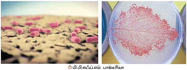 விளைச்சலை அதிகரிக்கும் ‘ஆம்’ - உதவிக்கு வரும் உயிரியல் - 11