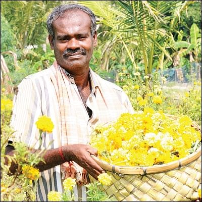 அறுபது சென்ட் நிலம்... ரூ76 ஆயிரம் லாபம்! - செழிப்பான லாபம் கொடுக்கும் செண்டுமல்லி!