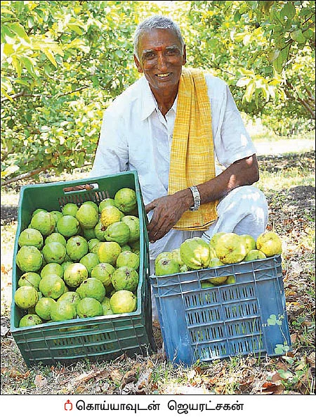 ஆண்டுக்கு ரூ4 லட்சம்... வறட்சியிலும் வாழ வைக்கும் இயற்கை கொய்யா!