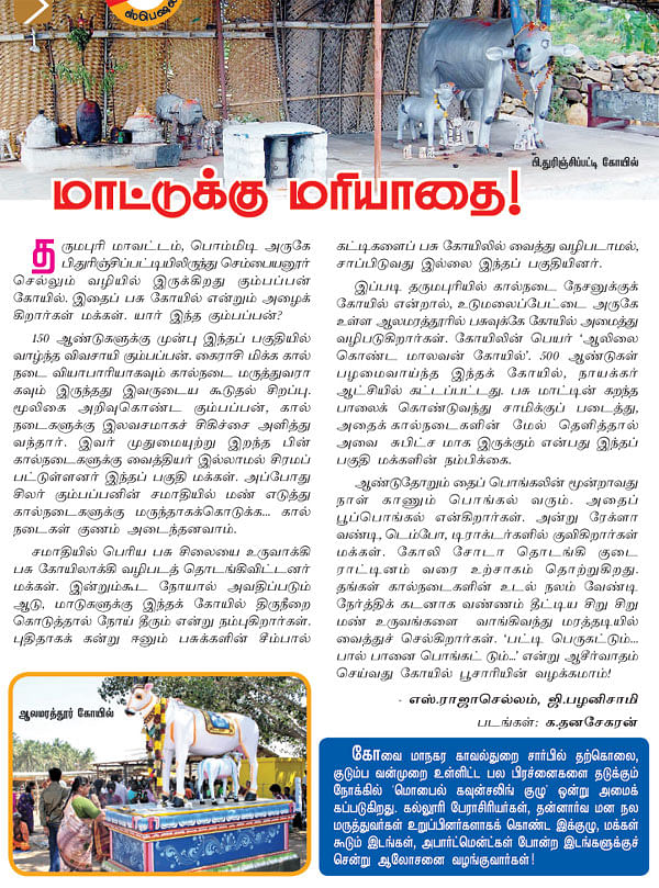 மாட்டுக்கு மரியாதை!