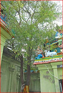 ஆரோக்கியம் அருளும் ஆலய விருட்சங்கள்!