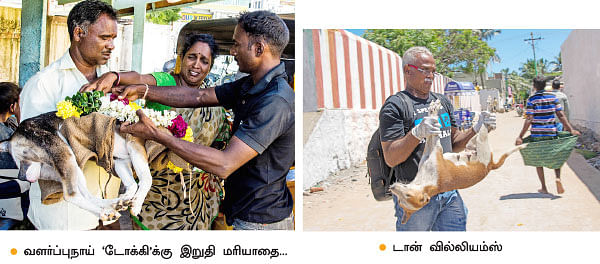 தெருநாய்கள் தேவையற்றவையா ..?