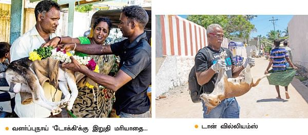 தெருநாய்கள் தேவையற்றவையா ..?