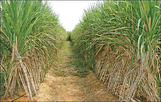 உலகம் சுற்றும் உழவு!