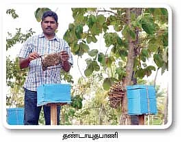 தேன் மழை பொழியுது...தென்னை மகசூல் கூடுது...