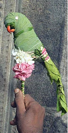 'எல்லே இளங்கிளியே...!’