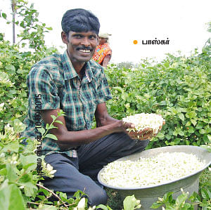 செண்டுமல்லி 77 ஆயிரம் ரூபாய்...குண்டுமல்லி 34 ஆயிரம் ரூபாய்...