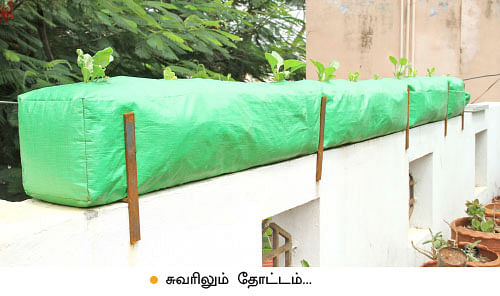 வீட்டுக்குள் விவசாயம் - 8