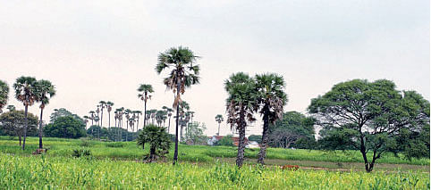 பனையைக் காக்க ஒரு பயணம் !