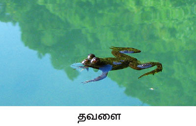 மரத்தடி மாநாடு: ‘மண்ணு கெட்டுப்போச்சு... சுவாமிநாதனே சொல்லிட்டாரு!’