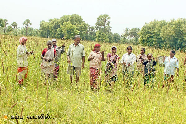 மானாவாரியில் மகத்தான விளைச்சல்... நட்டமில்லாத வருமானம் கொடுக்கும் நாட்டுக்கம்பு!