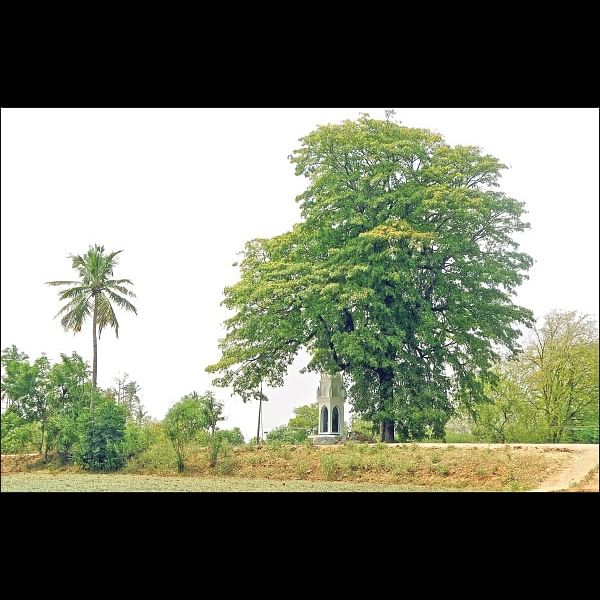 உணவு... உரம்... மருந்து... - இன்னும் தரும் இலுப்பை மரம்!