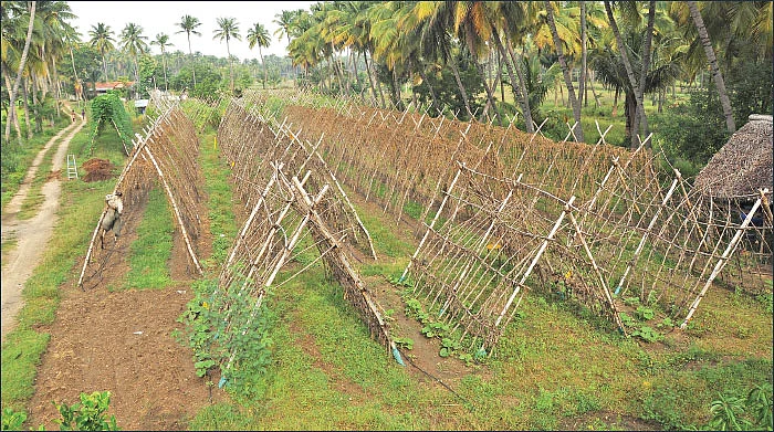 30 சென்ட்... 140 நாள்கள்... ரூ.73 ஆயிரம் வருமானம்! - பங்கமில்லாமல் வருமானம் கொடுக்கும் பந்தல் காய்கறி!