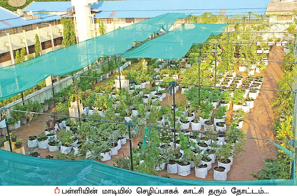 மாடியில் தோட்டம்... மணம் பரப்பும் காய்கறிகள்!