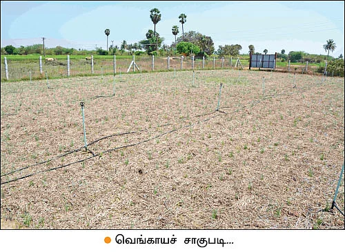 வளமான வருமானம் கொடுக்கும் வாழை... - ஆண்டு முழுவதும் அறுவடை!