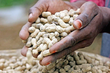 மானாவாரியில் மகத்தான விளைச்சல்... நட்டமில்லாத வருமானம் கொடுக்கும் நாட்டுக்கம்பு!